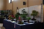 SBA-National Bonsai Exhibition 2014 (2).jpg